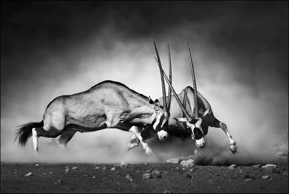 Antilope fight - 50x70 cm