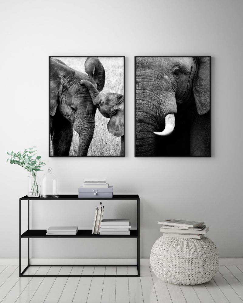 Elefant med unge - 50x70 cm
