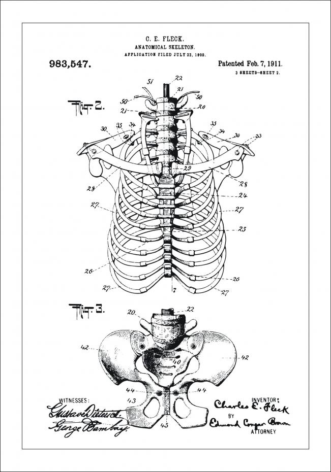 Patenttegning - Anatomisk Skelet II Plakat