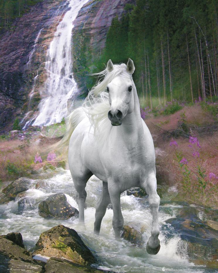 Horse Waterfall - 40x50 cm