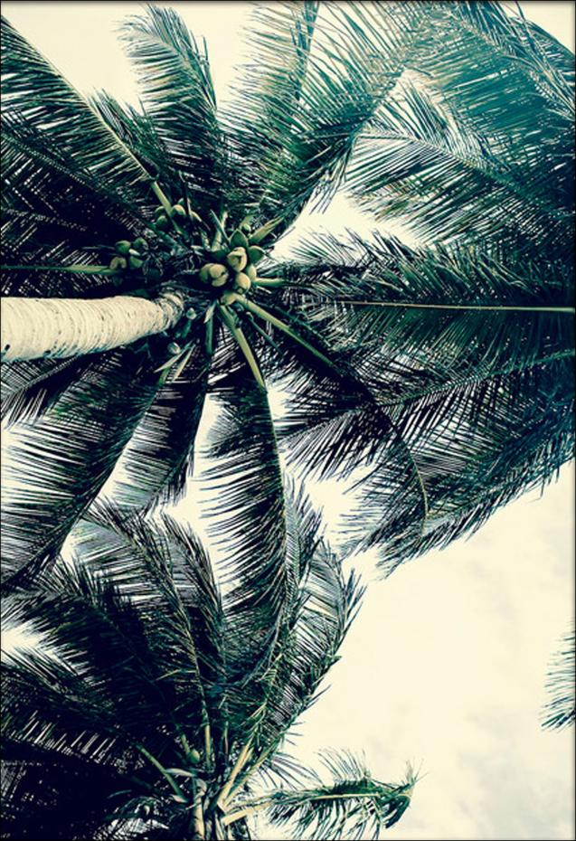 Under the Palmtree - Green - 42x59,4 cm (A2)